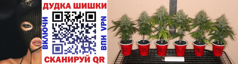 Каннабис MAZAR  Неман 